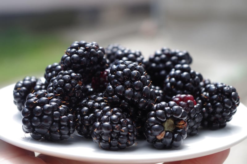 Wellness on a plate